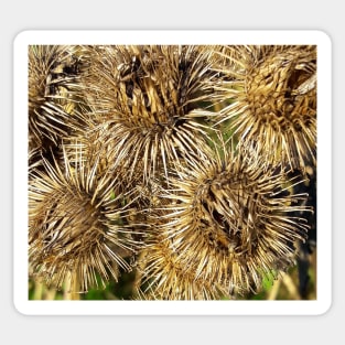 Thistle Sticker